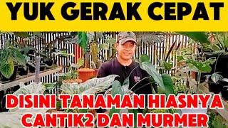 YUK GERAK CEPAT ‼️DISINI TANAMAN HIASNYA CANTIK2 DAN MURMER