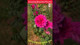 Amazing Beautiful Flower #আশ্চর্যজনক সুন্দর ফুল #shots