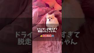 シャンプー後のドライヤーが嫌いで脱走中のポメラニアン #pomeranian #shorts #ポメラニアン