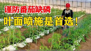 低温谨防番茄缺磷，根部吸收低，叶面喷施是首选！【付老师种植技术团队官方频道】