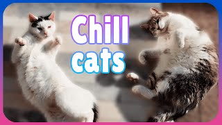 Kitties are chilling in the sun [4К 60FPS] ASMR