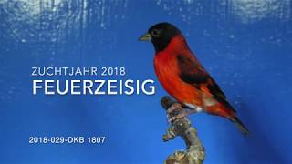 Feuerzeisigmännchen Zucht 2018   2018-029-DKB-1807