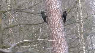 Vroege Vogels - Zwarte spechten achtervolgen elkaar