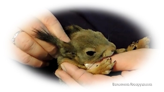 Rescued squirrel loves his mom. Белка любит свою приемную маму.