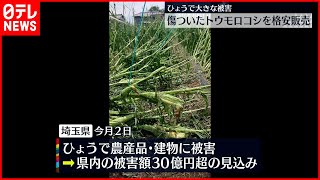 【ひょう被害】雹で農家に大きな被害…道の駅で傷ついたトウモロコシ格安販売　深谷市