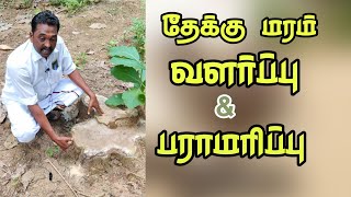 தேக்கு மரம் வளர்ப்பு மற்றும் பராமரிப்பு | Teak Tree Cultivation | Farming Videos | Vertical Video