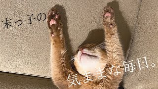 【ソマリ】自由すぎる犬みたいな猫🐈ベンガル🐈ペルシャ