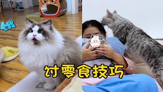 布偶和缅因猫，讨要零食的区别有多大？