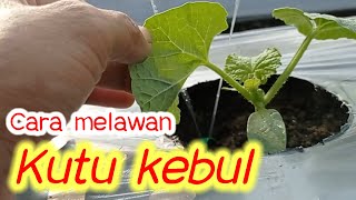 Day 10 of how to fight whitefly @kangpondok-tr6ds