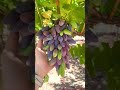 sun world grapes