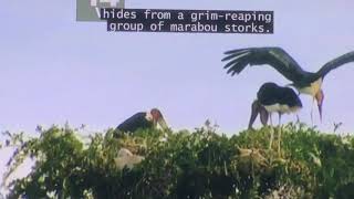Mongooses vs. Marabou Storks: Animal Fight Night