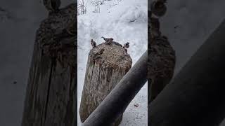 Varpuset - Sparrows. Winter in South-West Finland.