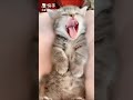 【癒し動画】眠たいニャー shorts 猫 子猫 猫動画 cat cats catlover