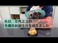 【元保護犬フレブル】誕生日だか何だか知らないけれど…ケーキが食べれたらそれで良いフレンチブルドッグ！めでたく８歳となりました！