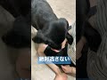 日記 ど〜っちだ？をやらせてはくれない ラブラドールレトリバー７ヶ月子犬 labrador puppy which hand is it in