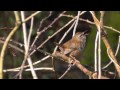 wren bird singing a beautiful song birdsong and sounds troglodyte mignon