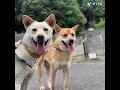 【保護犬】シンくん　卒業動画