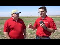 Considerations Prior to Cereal Rye Cover Crop Termination