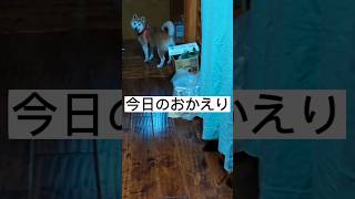 柴犬_今日のおかえり#shorts