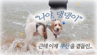 🌊부산 여행 브이로그 | 대저생태공원 | 해운대 | 기장