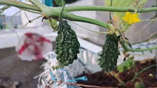 My Terrace Garden...