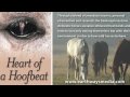 heart of a hoofbeat