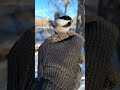 Chickadees are such picky little eaters. #wildlife #nature #birds #subscribe