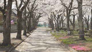 秋田県『 一眼カメラで撮る桜のある風景  』北秋田市 ～鷹巣中央公園～ SONY FX3 #akiak【 VIRTUAL JAPAN (countryside) 】