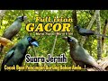 Murai PAPUA/Murai IRIAN GACOR SUARA JERNIH..‼️Full isian Mewah