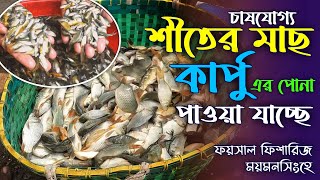 শীতের মাছ কার্পু। কার্ফু মাছের পোনার দাম। Karpu Maser Pona