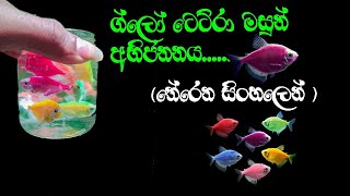 ග්ලෝ ටෙට්රා මසුන් අභිජනනය තේරෙන සිංහලෙන්