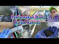 Penternakan Ikan Talapia Dalam Kolam kanvas