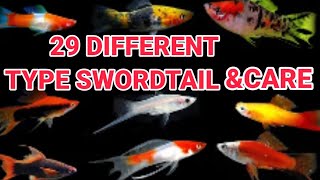 TOP 29 DIFFERENT TYPES OF SWORDTAIL FISH \u0026 CAER | SWORDTAIL VARIETY |