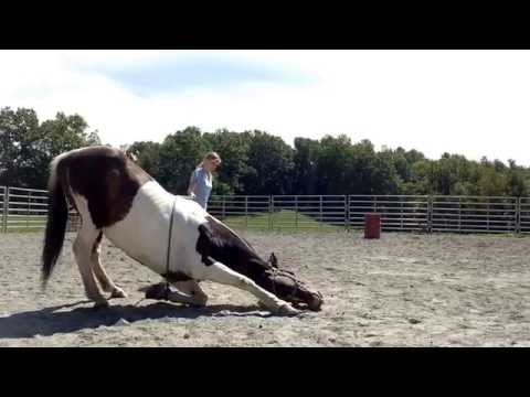 How to teach your horse to lay down safely and simply! How to teach your horse to lay down safely and simply!