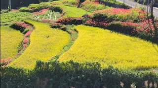 【佐賀県】棚田に咲く彼岸花🌺　#彼岸花 　　#佐賀県小城町江里山　#花　#棚田　　　　　　　　　　　　#うつ病 　#パニック障害