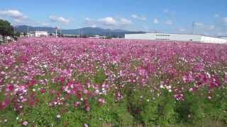 キリンビール福岡工場　コスモス園