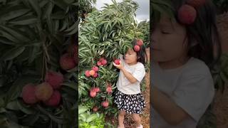 Beautiful nature life || amazingly delicious lychee fruit #nature #shorts #agriculture