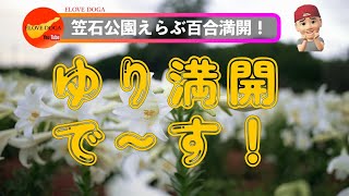 【沖永良部島ニュース】笠石公園：ゆり満開！です！　早朝ゆりも映像をとってきました。DJIAIR2S SONYa7s3