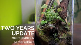 2 years old terrarium update, maintenance and partial rebuild