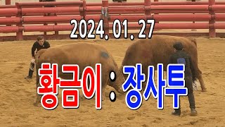 청도소싸움 2024.1. 27  제5경기 을종  황금이 / 장사투