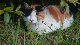 Discovering a calico cat that survives the wind behind a tree