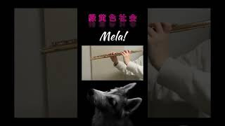 【フルート】Mela！／緑黄色社会を演奏してみた【Mame】