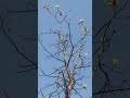 Yellow silk cotton tree#useful#forest#nature#flowers#youtubeshorts