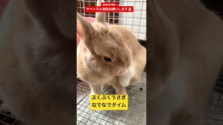 ぷくぷくうさぎ🐰なでなでタイム #rabbit