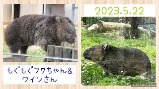 2023.5.22 もぐもぐフクちゃん\u0026ワインさん🎵 (#五月山動物園 #ウォンバット #ワインさん #フクちゃん )