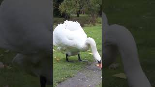 A Swan Enjoying a Snack #shorts