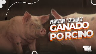 PRODUCCIÓN Y CUIDADO DE GANADO PORCINO