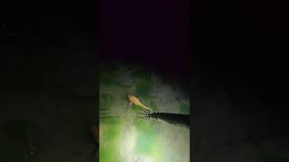 Night Teta Fishing In Village / Night Fishing Video #nightfishing #fishing #shorts