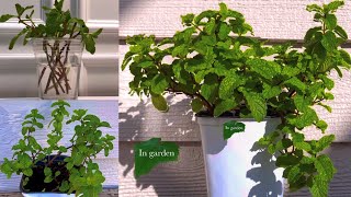 How To Grow Mint In Water