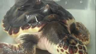 Maggie the Loggerhead  Sea Turtle, Almost Ready to Go Back to the Ocean